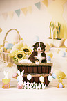 Australian Shepherd Puppy