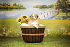 Australian Shepherd Puppy