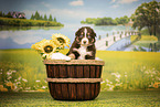 Australian Shepherd Puppy
