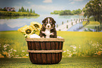 Australian Shepherd Puppy