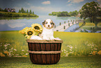 Australian Shepherd Puppy