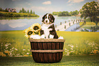 Australian Shepherd Puppy