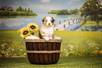 Australian Shepherd Puppy