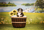 Australian Shepherd Puppy