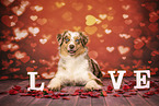 Australian Shepherd