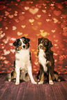 Australian Shepherd