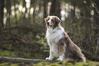 Australian Shepherd