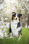 Australian Shepherd