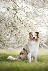 Australian Shepherd