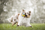 Australian Shepherd