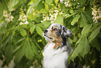 Australian Shepherd