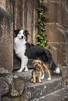 dogs