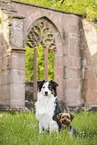 dogs