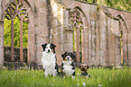 dogs