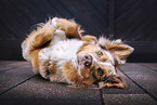 Australian Shepherd