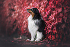 Australian Shepherd