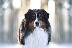 Australian Shepherd