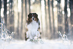 Australian Shepherd