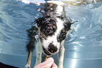 Australian Shepherd