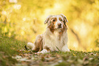 Australian Shepherd