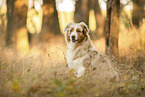 Australian Shepherd