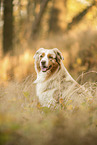 Australian Shepherd