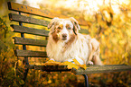 Australian Shepherd