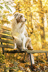 Australian Shepherd