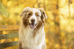 Australian Shepherd