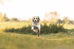 Australian Shepherd