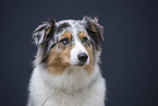 Australian Shepherd