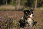 Australian Shepherd