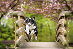 Australian Shepherd