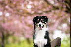 Australian Shepherd