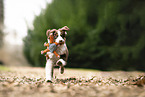 Australian Shepherd