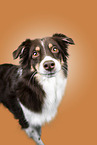 Australian Shepherd