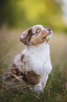 Australian Shepherd Puppy