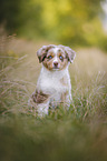 Australian Shepherd Puppy