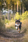 Australian Shepherd