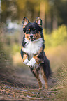 Australian Shepherd