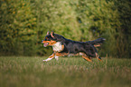 Australian Shepherd