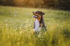 Australian Shepherd