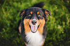 Australian Shepherd