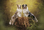 Australian Shepherds