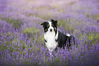 Australian Shepherd