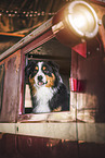 Australian Shepherd