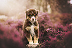 Australian Shepherd Puppy