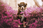 Australian Shepherd Puppy