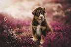 Australian Shepherd Puppy