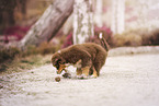 Australian Shepherd Puppy